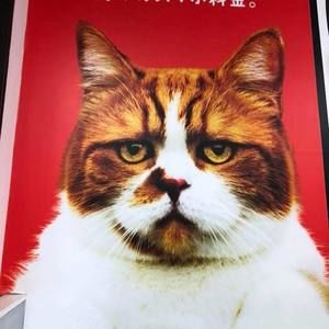 Meet your Posher, Lucy